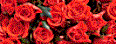 Flowers and Gifts delivery to Russia